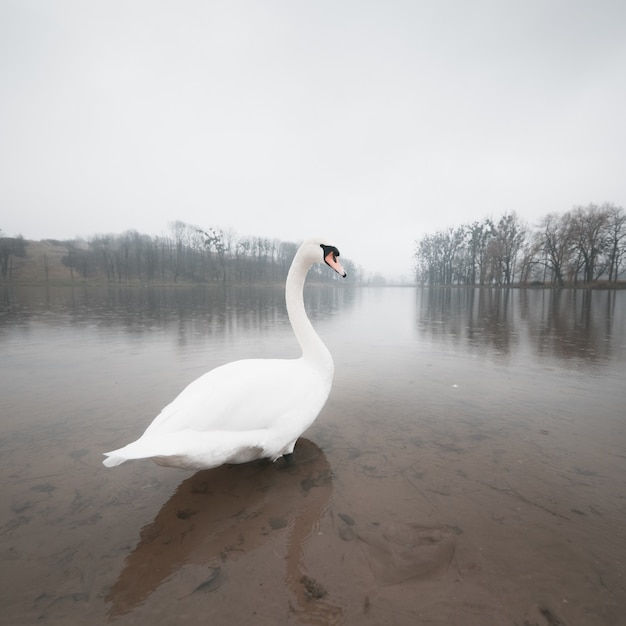 Solitary Swan Floats On The Lake