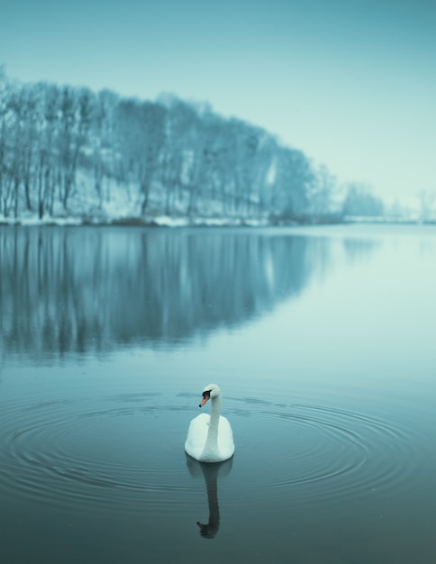 Solitary Swan Floats On The Lake