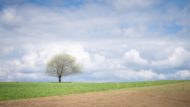 Albero solitario sul campo di campagna con cieli blu e alcune nuvole dietro di esso slovacchia europa