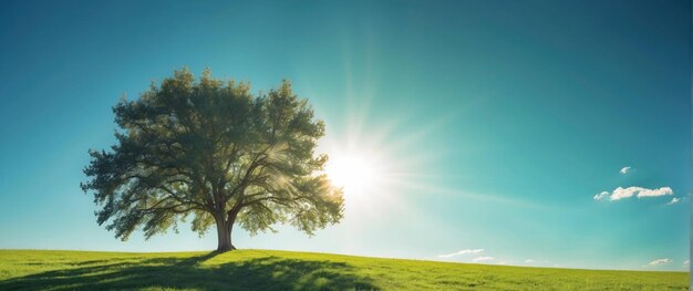 Solitary tree on a sunny meadow