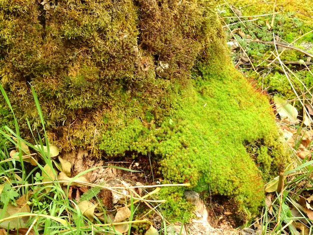 Solo musgo in een arbol