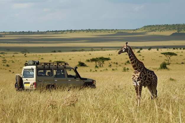 Solo safari expedition Embracing the majesty of the wild