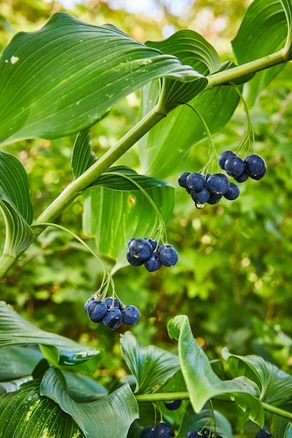 Solomon39s Seal Berries and Leaves in Woodland Light