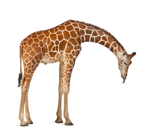 Somali Giraffe, commonly known as Reticulated Giraffe, Giraffa camelopardalis reticulata, standing against white wall isolated