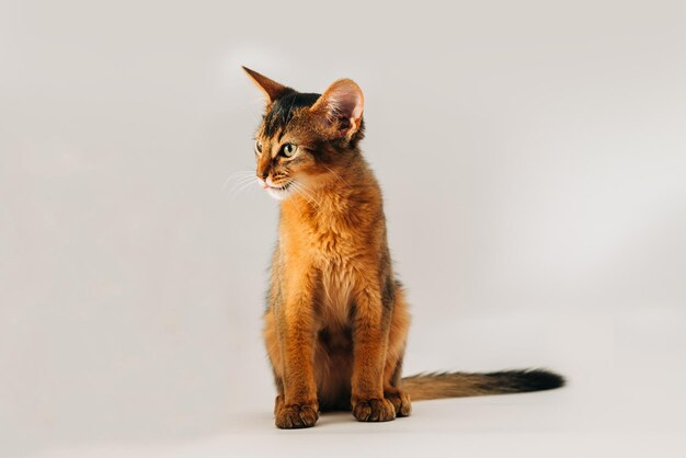 Foto piccolo gatto somalo colore rubicondo seduto isolato su sfondo bianco