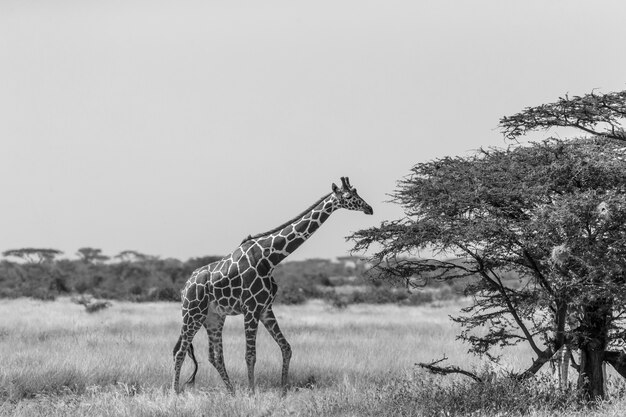 Somalia giraffes eat the leaves of acacia trees