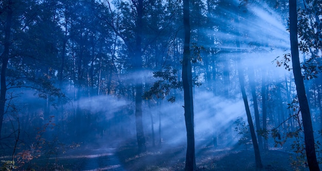 Somber nachtlandschap. De stralen van de zon in het mistige bos.