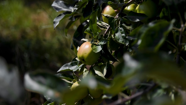 Some apples on the branch view