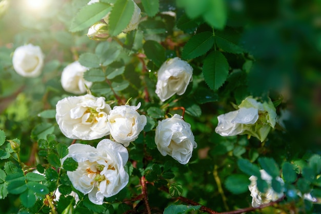 Alcune belle rose bianche alla luce del sole fiori di rose da giardino in natura all'aria aperta con messa a fuoco morbida