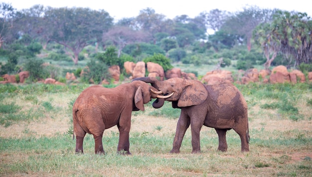 Some big red elephants try to fight each other with the trunks