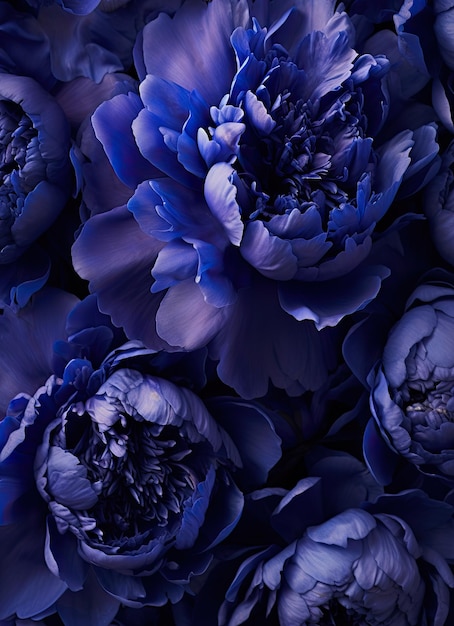 Photo some blue flowers in the middle of it's petals with one large flower at the center and two smaller ones on the