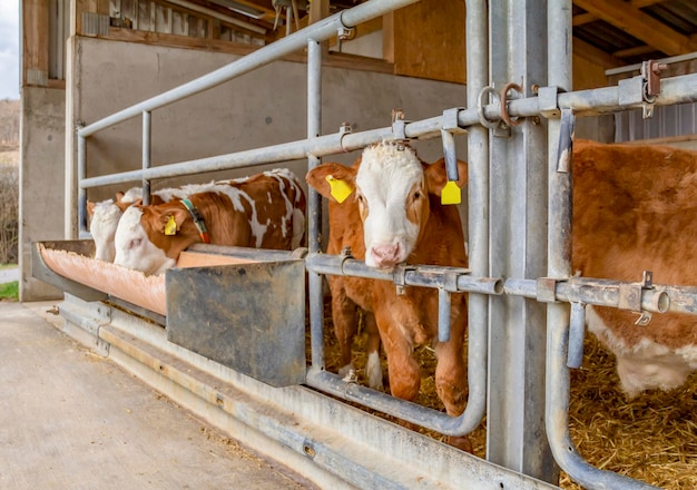 some cattle in a barn