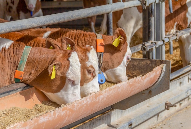 some cattle in a barn