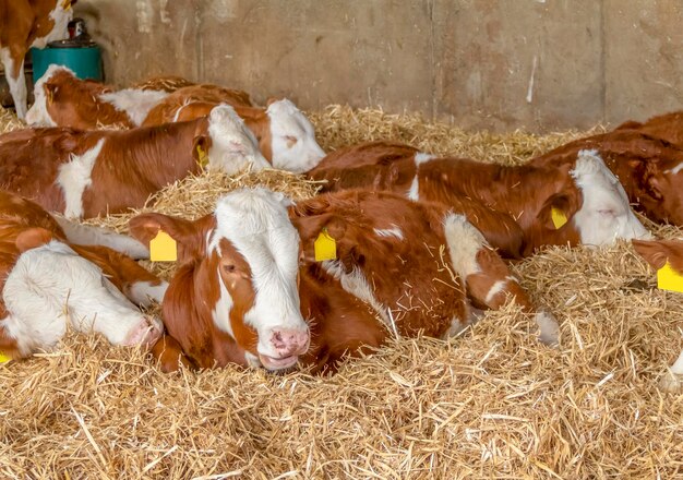 some cattle in a stable