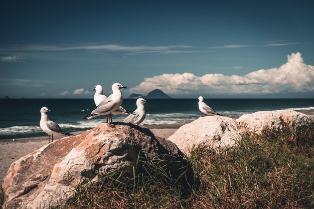 ニュージーランド の ビーチ に いる 勇敢 な 海鳥 たち
