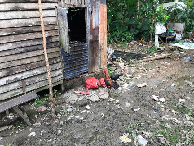 some chickens look for food in the trash