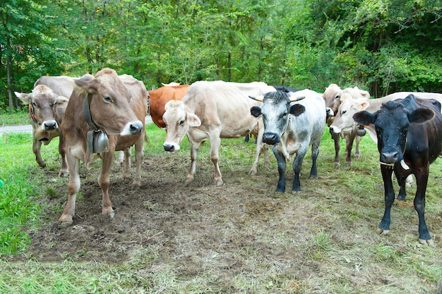 Some cows before milking