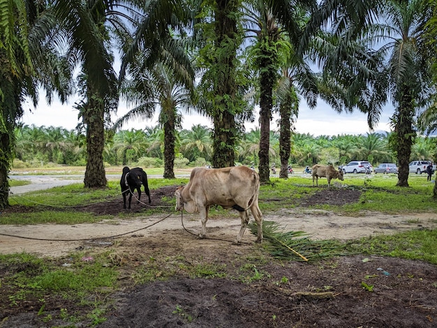 Some cows that have been tied to palm trees