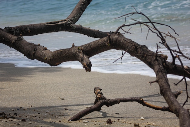 some dry tree trunks and branches are on the white sand on the beach