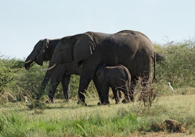 some Elephants in Uganda