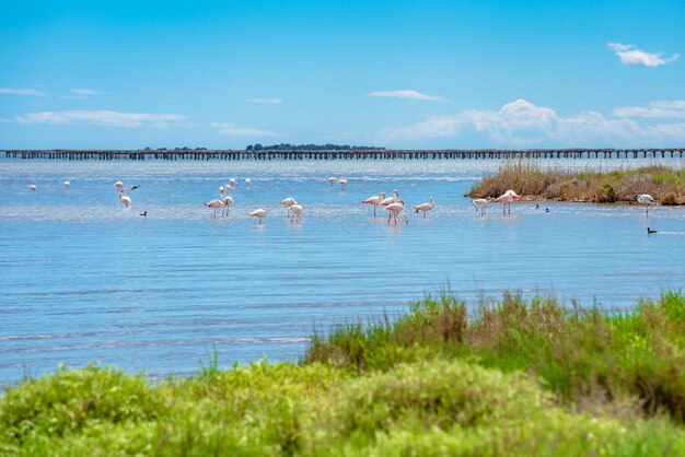 Photo some flamingos in the parc natural del delta del ebro