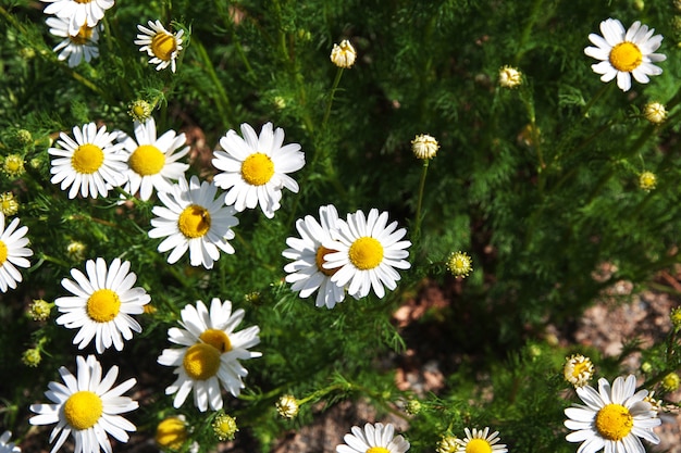 アルゼンチン、パタゴニア、エルカラファテのラグナニメスレゼルバにあるいくつかの花