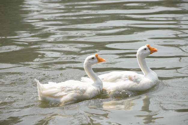 Some Focus of Swimming whites duck in pond on sunny da