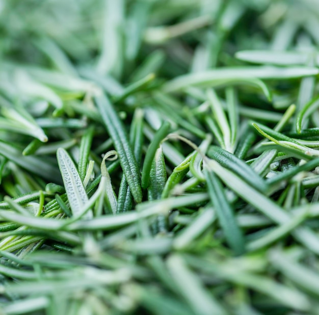 Photo some fresh rosemary closeup shot