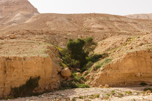 イスラエルのユダヤ砂漠の岩の間のいくつかの緑