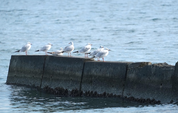 Some gulls rest on a stone breakwater on the Mediterranean Sea on a bright sunny day