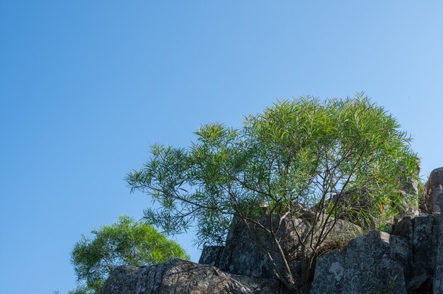 Some hardy plants grow out of the rocks