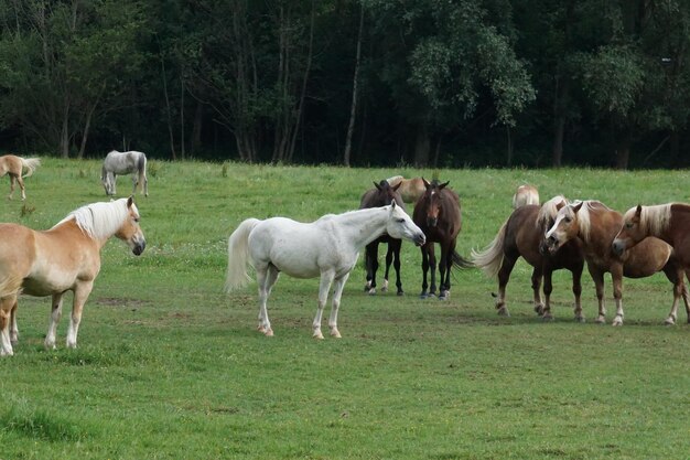 Foto alcuni cavalli in un gruppo