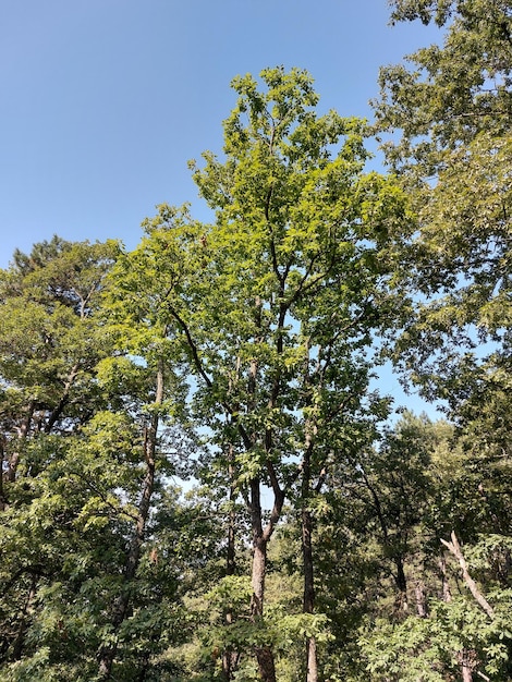 Some Kind of Tree