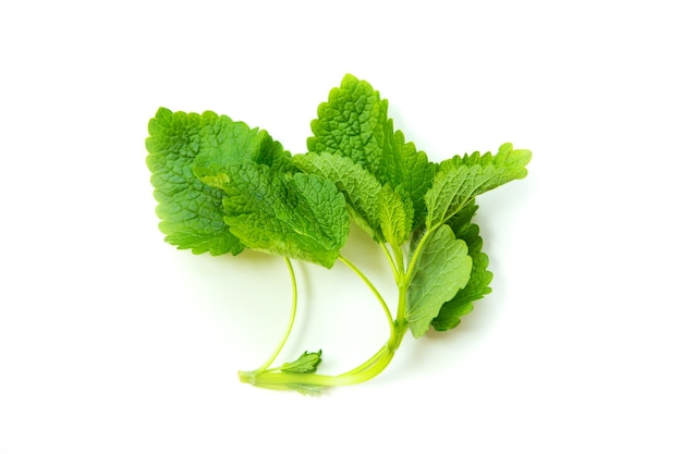 Some lemon balm isolated on white.