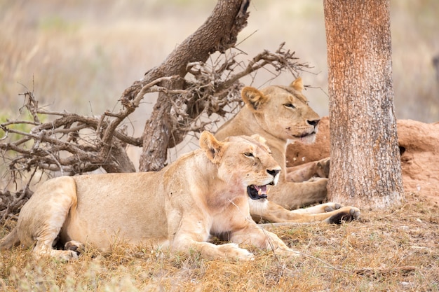 Some lions rest in the shade of a tree