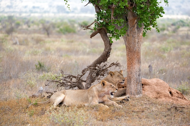 Some lions rest in the shade of a tree