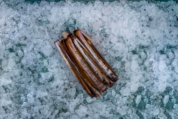 氷の山の上に生息する食用カミソリ