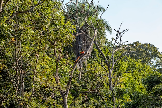 Photo some macaws in the temples of copan ruinas