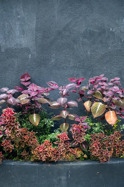 검은 벽에 여러 가지 빛깔의 식물