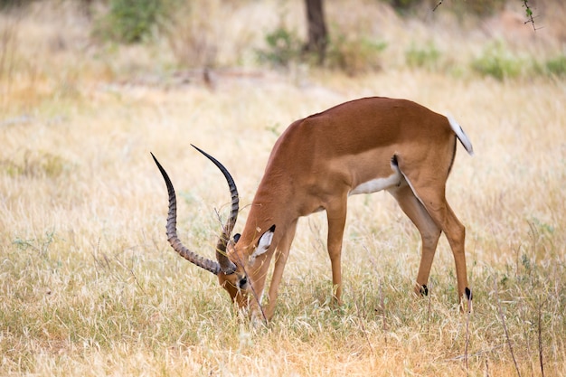 Some native antelopes in the grassland of the kenyan savannah