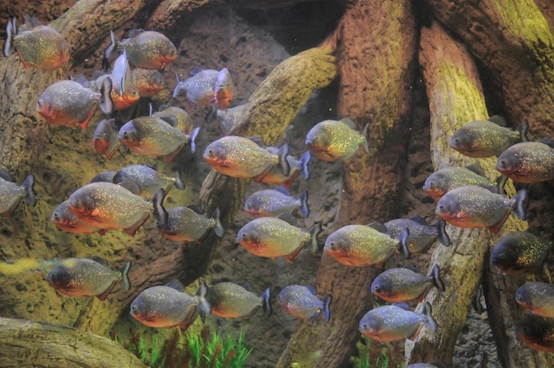 Some Orange Piranhas into the Hot Tropical Water