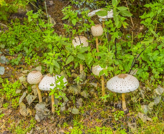 Photo some parasol mushrooms