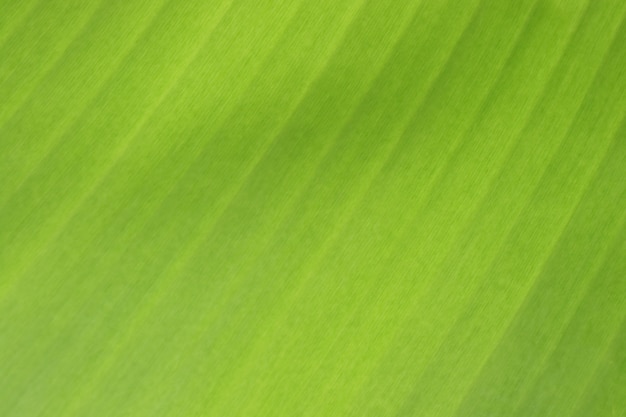 Some parts of the banana leaf