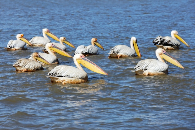Some pelicans