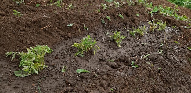 Photo some tomato seedlings in the garden planted together temporarily