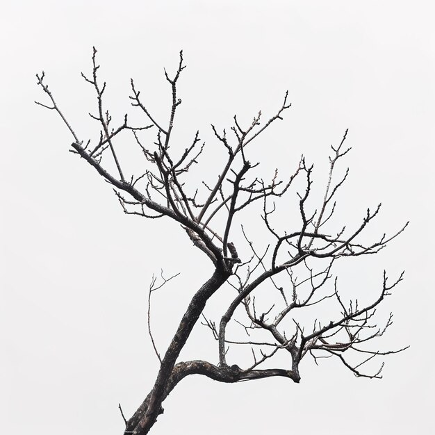 Photo some tree branch in white background job id a4bf00217aee457381424de72e283c24