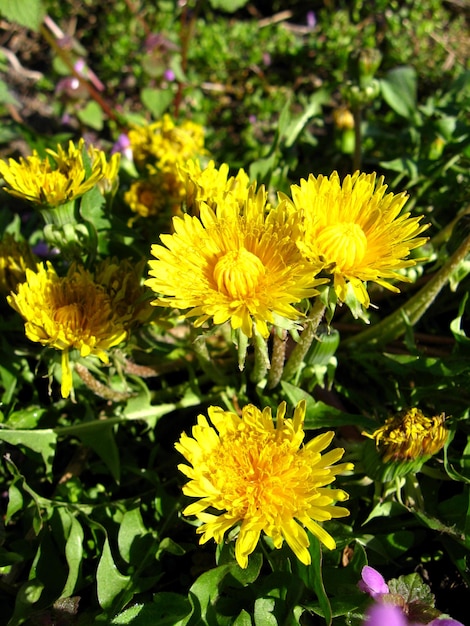 Some yellow flowers of dandelions on a background of a green grass