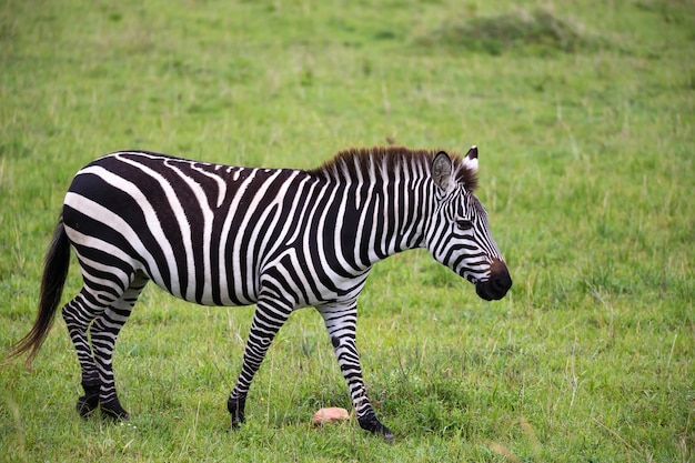 Some Zebras in the middle of the savannah of Kenya