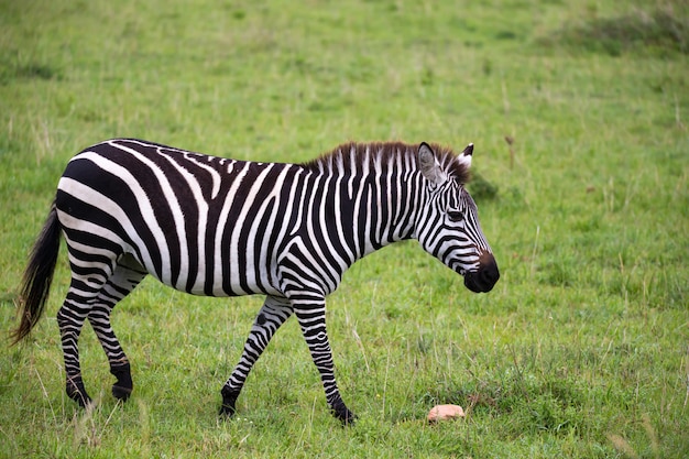 Some Zebras in the middle of the savannah