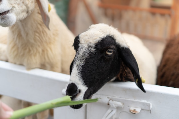 Someone feeding the black and white sheep with grass